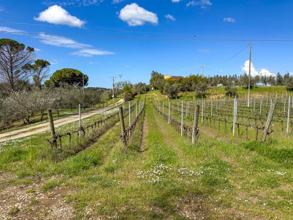 Casa de campo en Castagneto Carducci, Livorno - foto 2