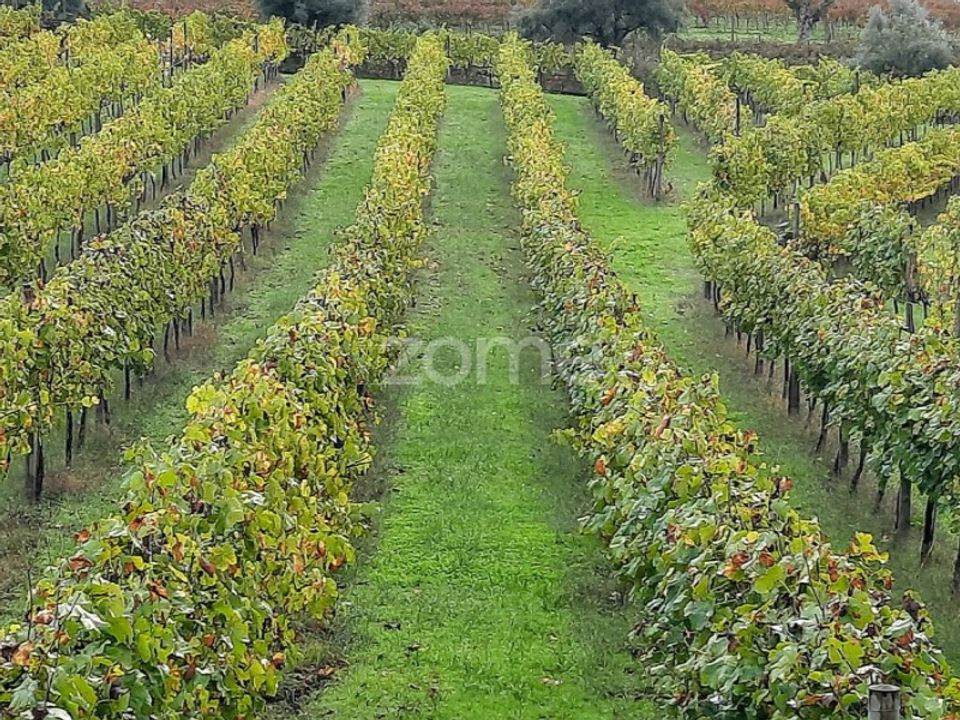 Farm i Loivos da Ribeira e Tresouras, Porto - foto 1
