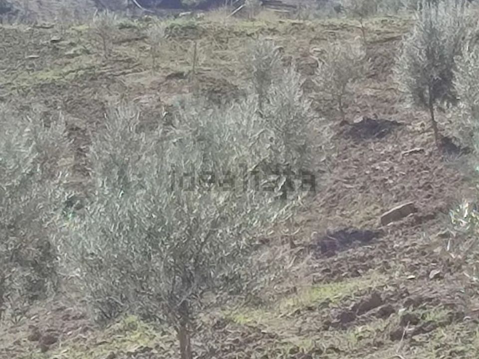 Helårsgrund i Villanueva De Cauche, Malaga - foto 3