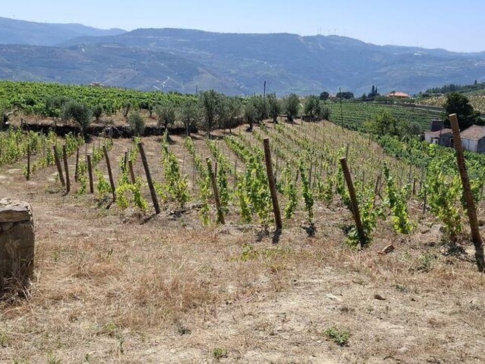 Farm i Peso da Regua, Vila Real - foto 5