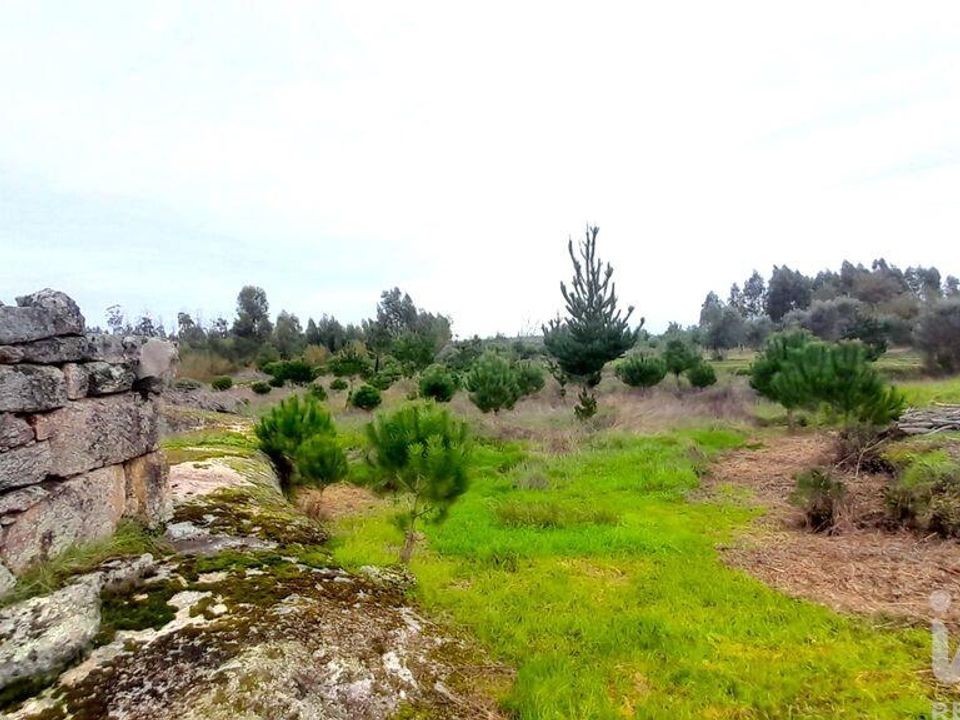 Helårsgrund i Oliveira do Hospital, Coimbra - foto 5