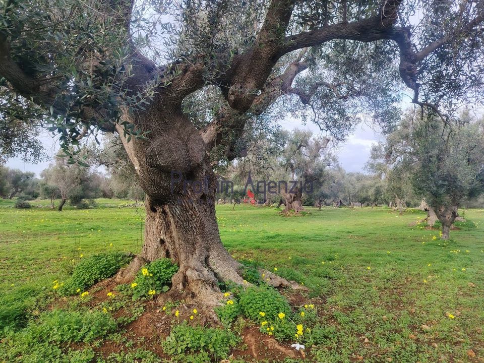 Helårsgrund i Carovigno, Brindisi - foto 4