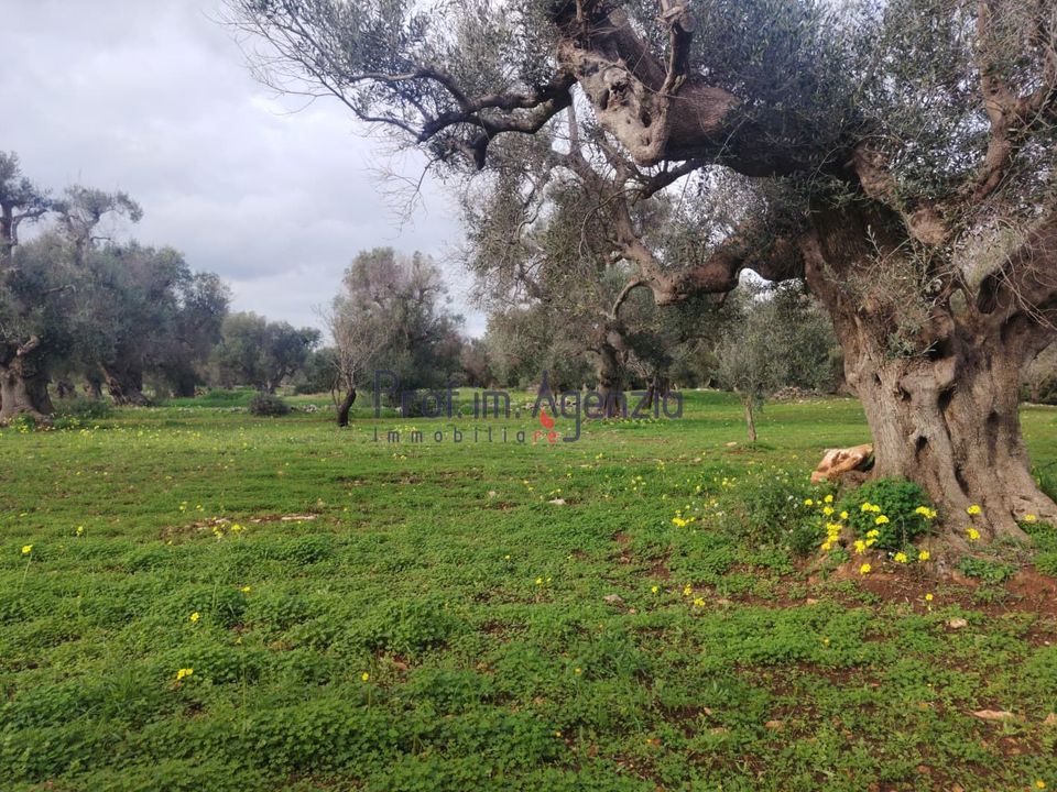 Helårsgrund i Carovigno, Brindisi - foto 3