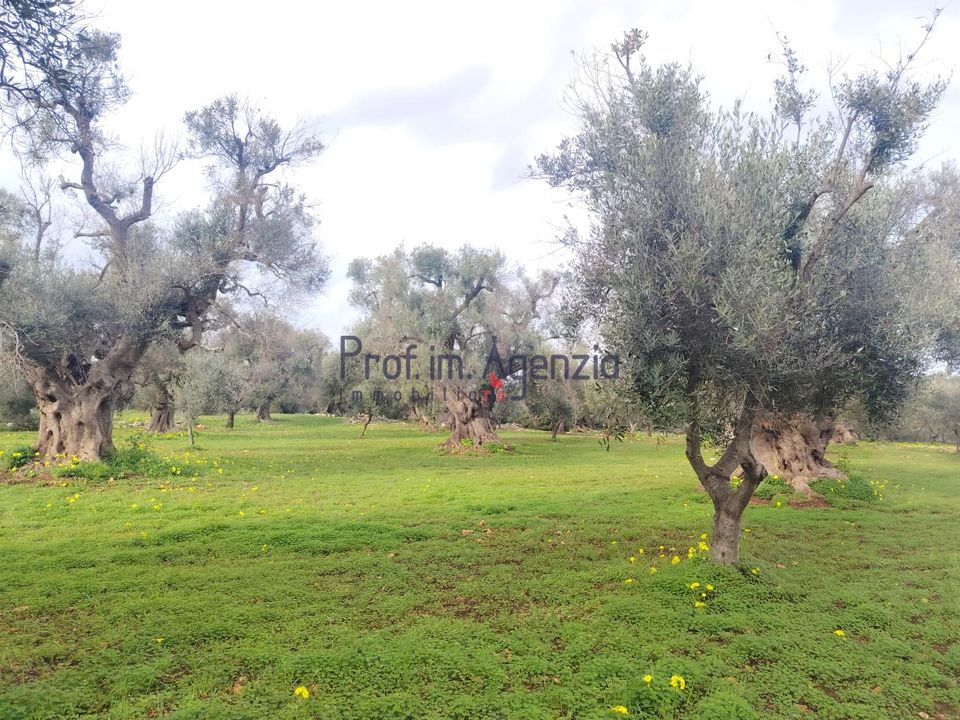 Helårsgrund i Carovigno, Brindisi - foto 1
