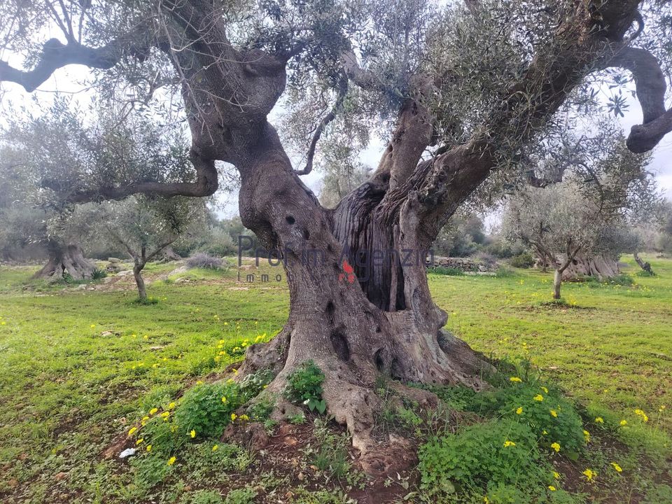 Helårsgrund i Carovigno, Brindisi - foto 5