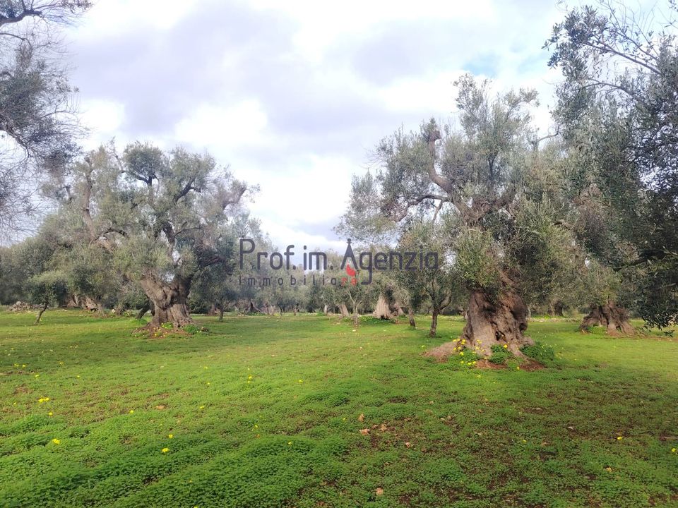 Helårsgrund i Carovigno, Brindisi - foto 2