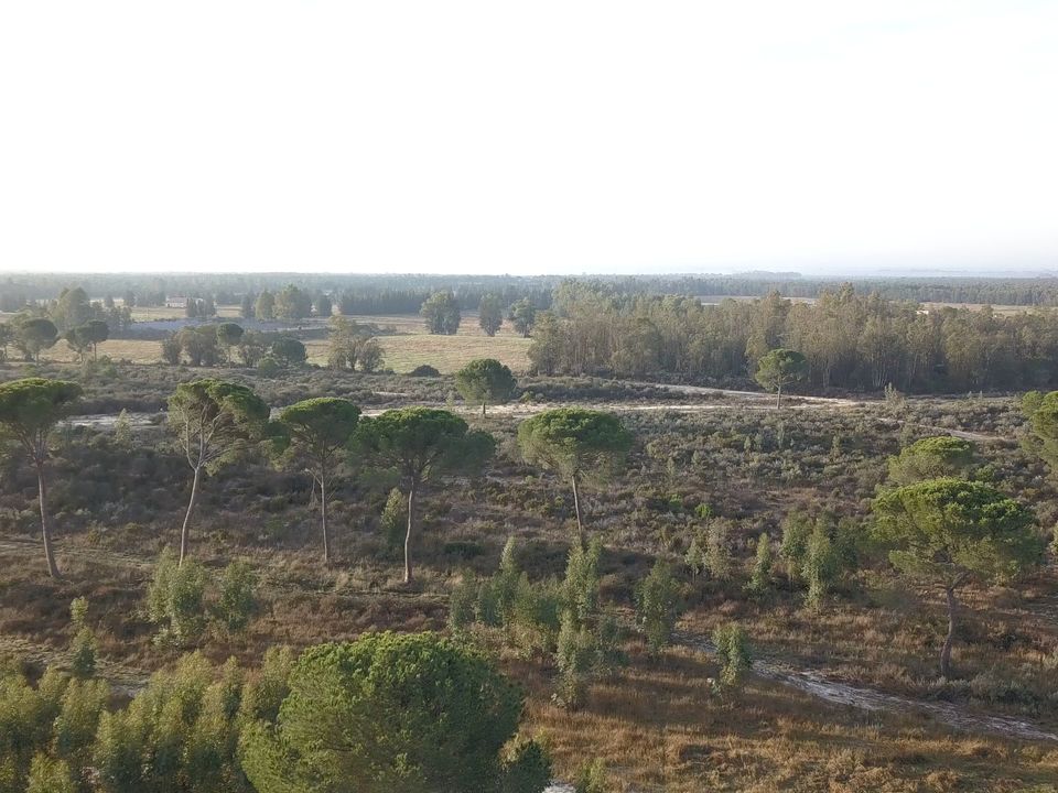 Finca i Almonte, Huelva - bilde 5