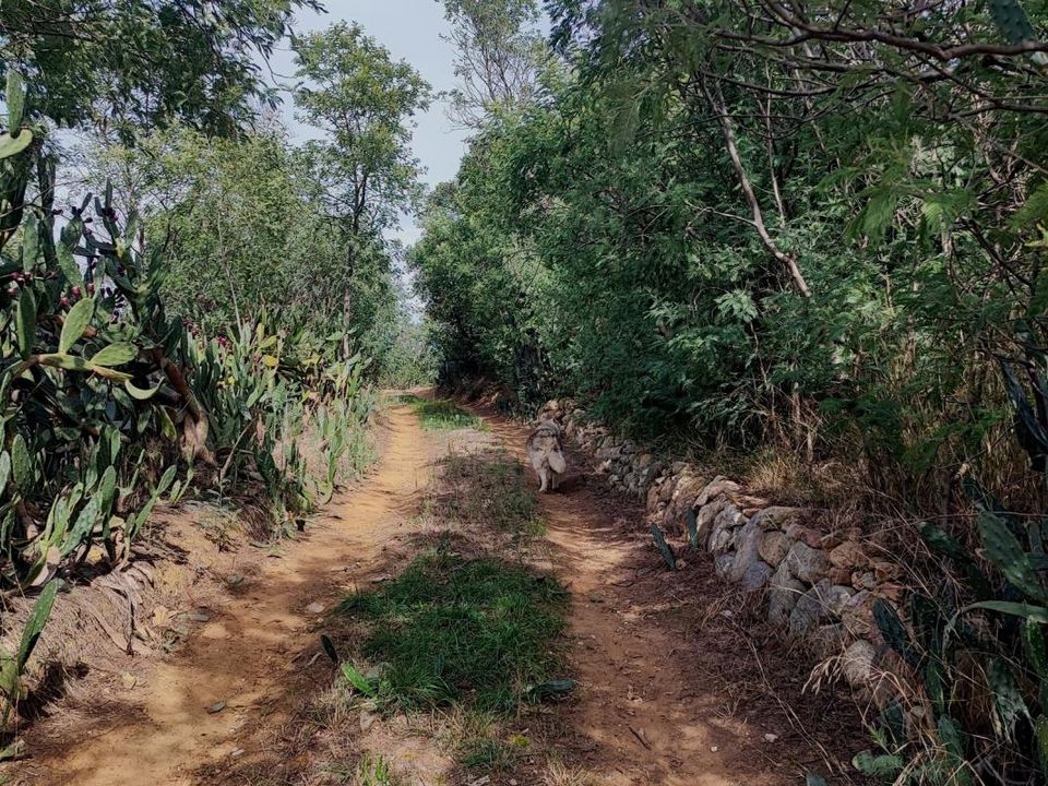 Helårsgrund i Saint-Jean-Pla-de-Corts, Pyrenees-Orientales - foto 4