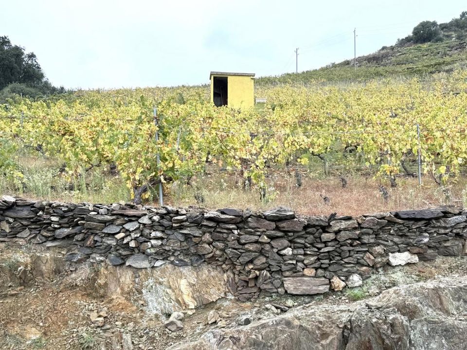 Helårsgrund i Collioure, Pyrenees-Orientales - foto 1