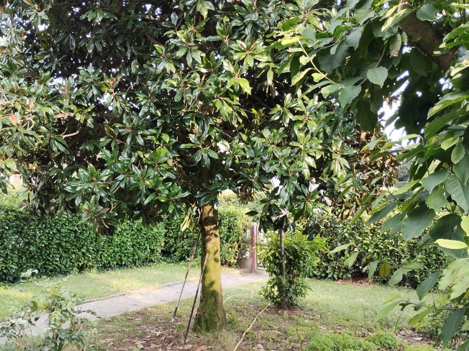 Villa i Osio Sotto, Bergamo - foto 4