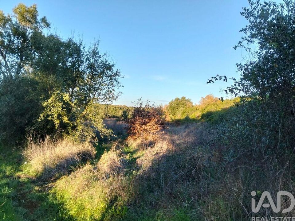 Terra a Santarem, Santarem - foto 3