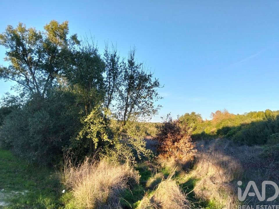 Terra a Santarem, Santarem - foto 4