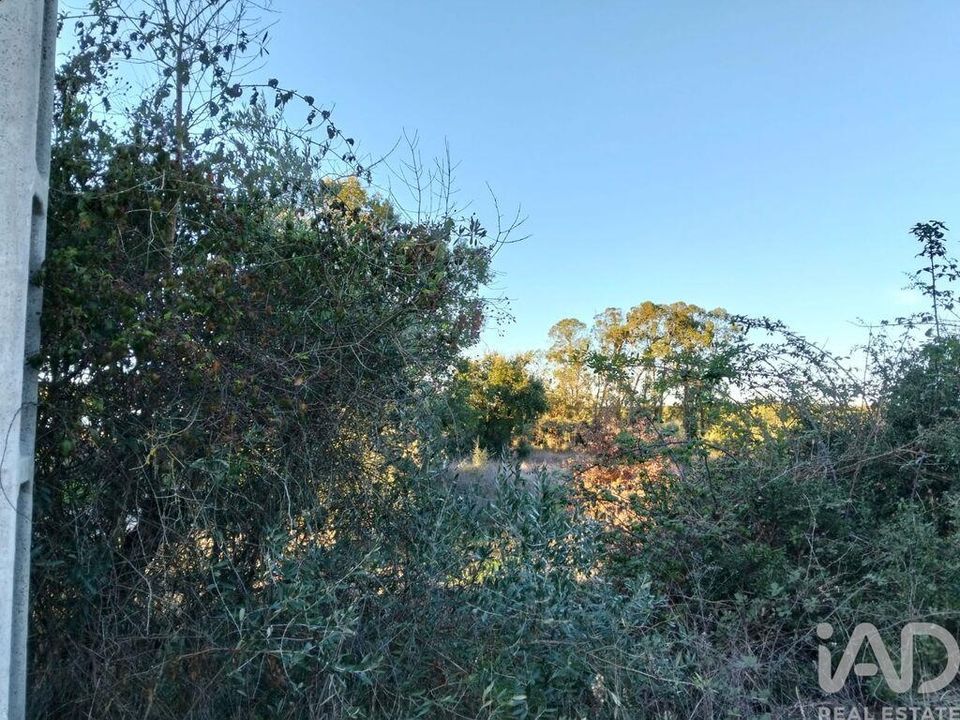 Terra a Santarem, Santarem - foto 5