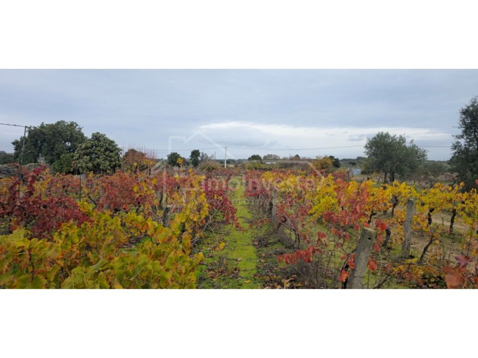 Terra a Alcains, Castelo Branco - foto 1