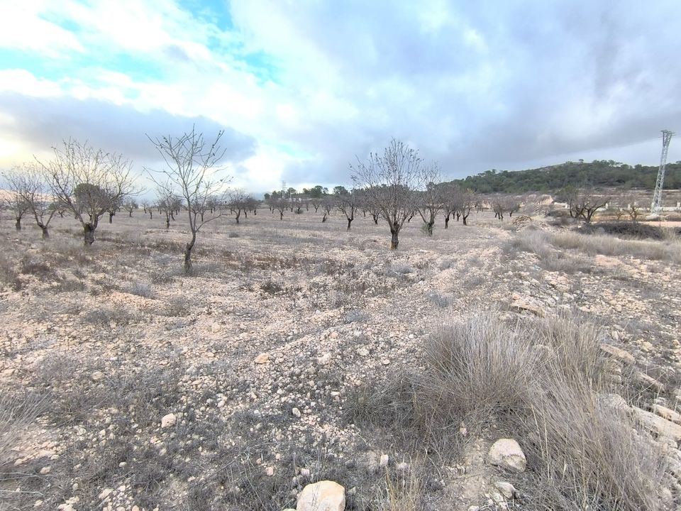 Helårsgrund i La Solana, Alicante - foto 2