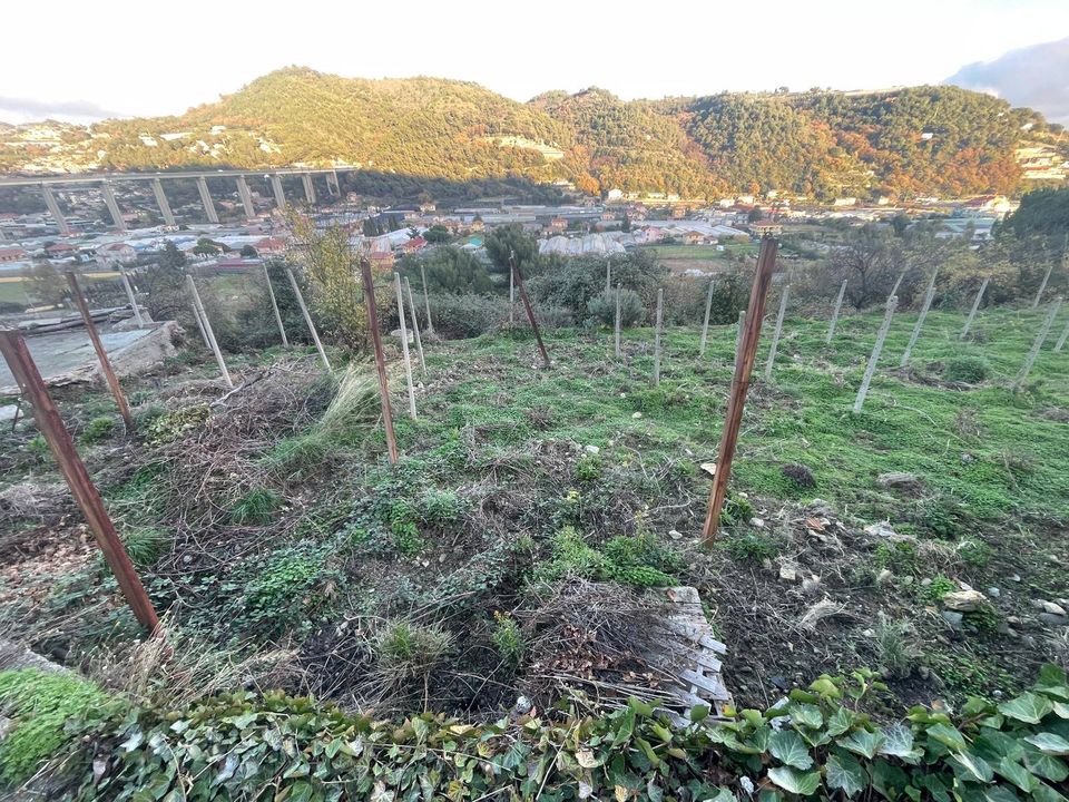Helårsgrund i Camporosso, Imperia - foto 3