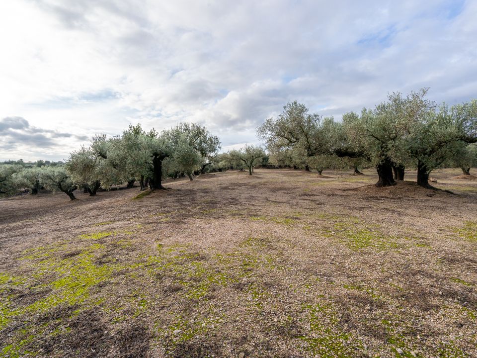 Finca a Roquetes, Tarragona - foto 3