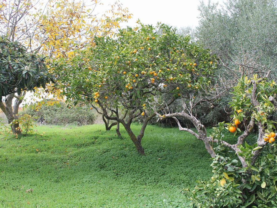 Landejendom i Cianciana, Agrigento - foto 4