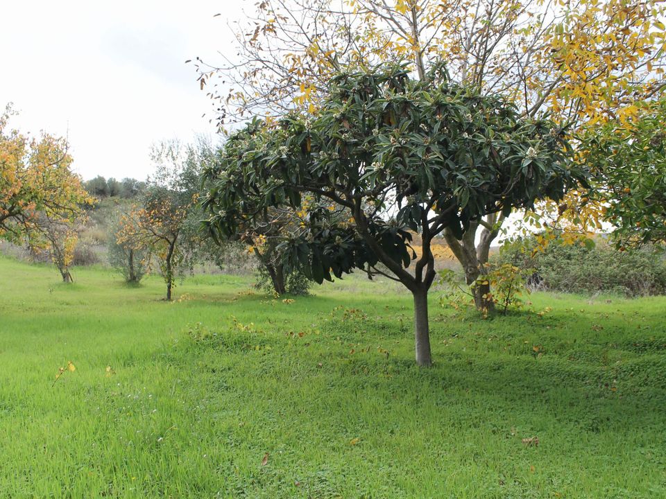 Landejendom i Cianciana, Agrigento - foto 3