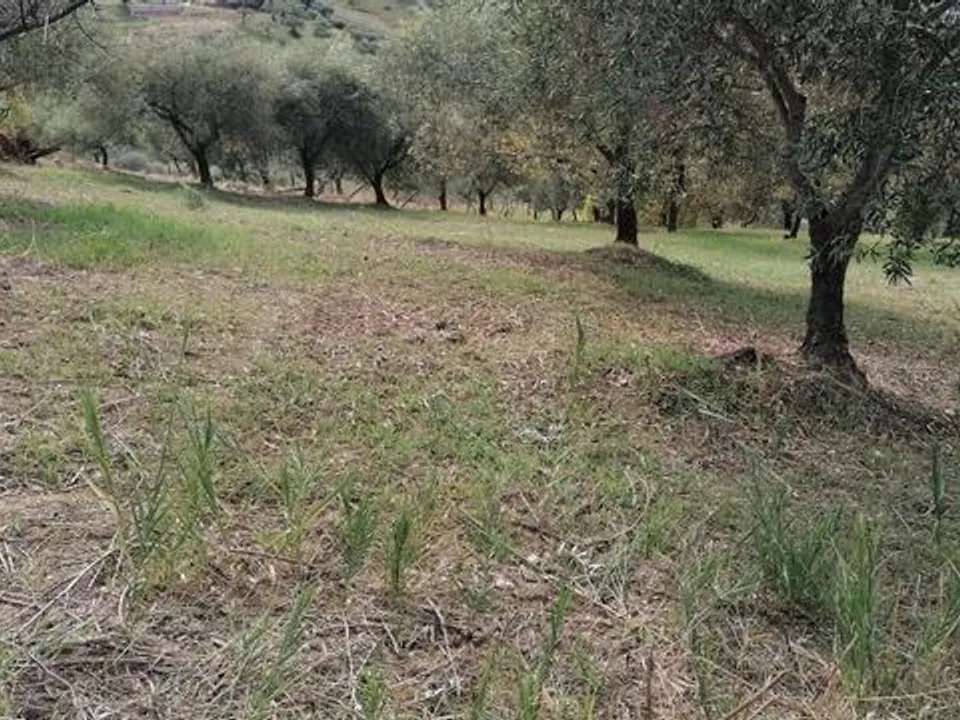 Landejendom i Cianciana, Agrigento - foto 5