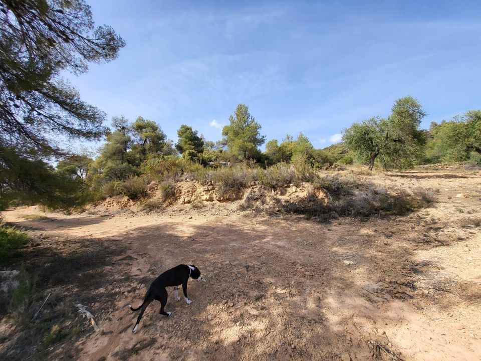 Helårsgrund i La Pobla De Cervoles, Lerida - foto 3