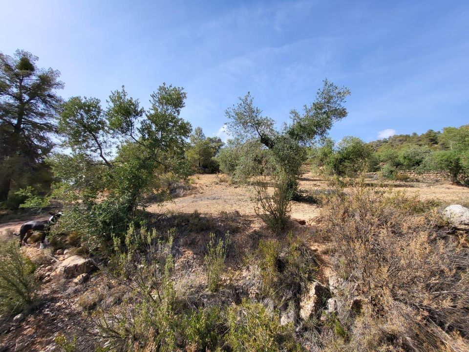 Helårsgrund i La Pobla De Cervoles, Lerida - foto 5