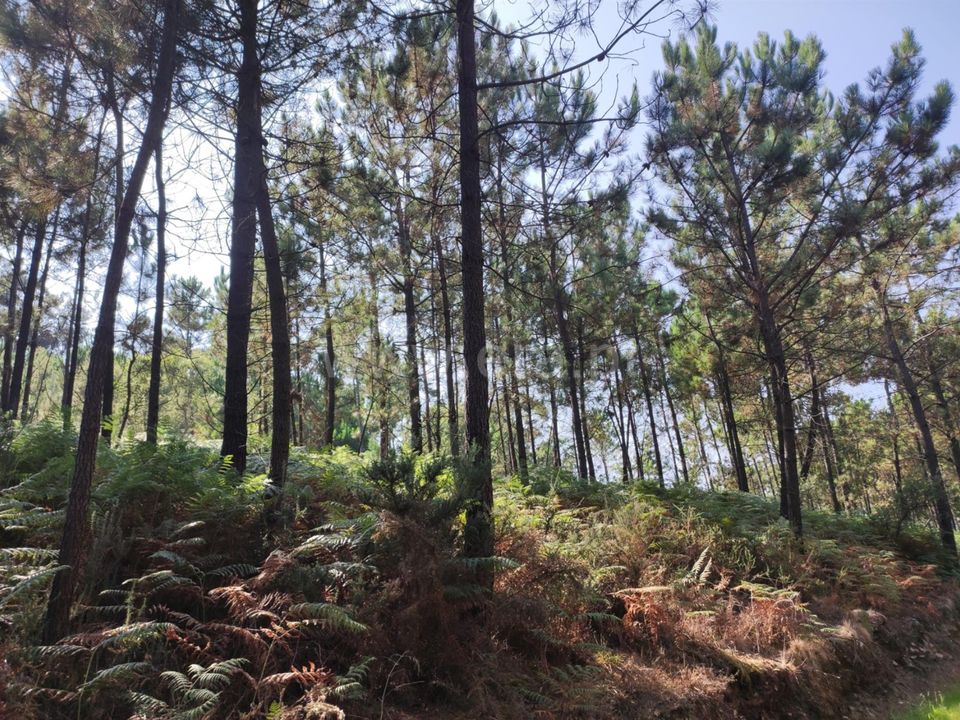 Helårsgrund i Esposende, Braga - foto 1