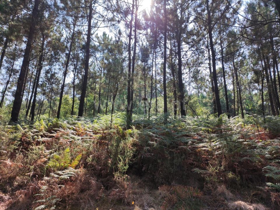 Helårsgrund i Esposende, Braga - foto 2