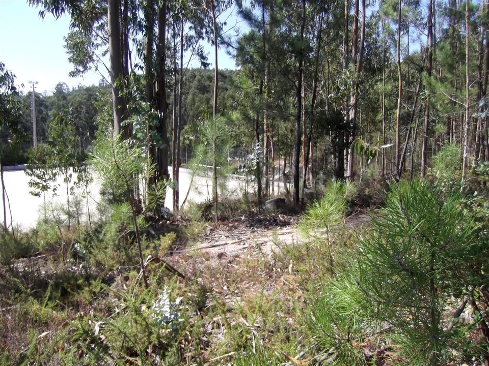 Helårsgrund i Barcelos, Braga - foto 4