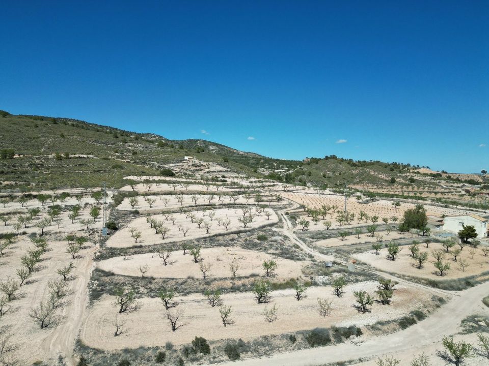 Helårsgrund i Pinoso, Alicante - foto 5