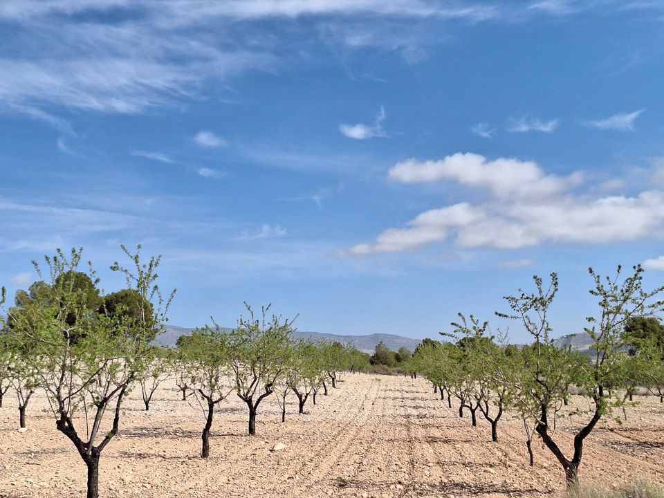 Helårsgrund i La Zarza, Murcia - foto 3