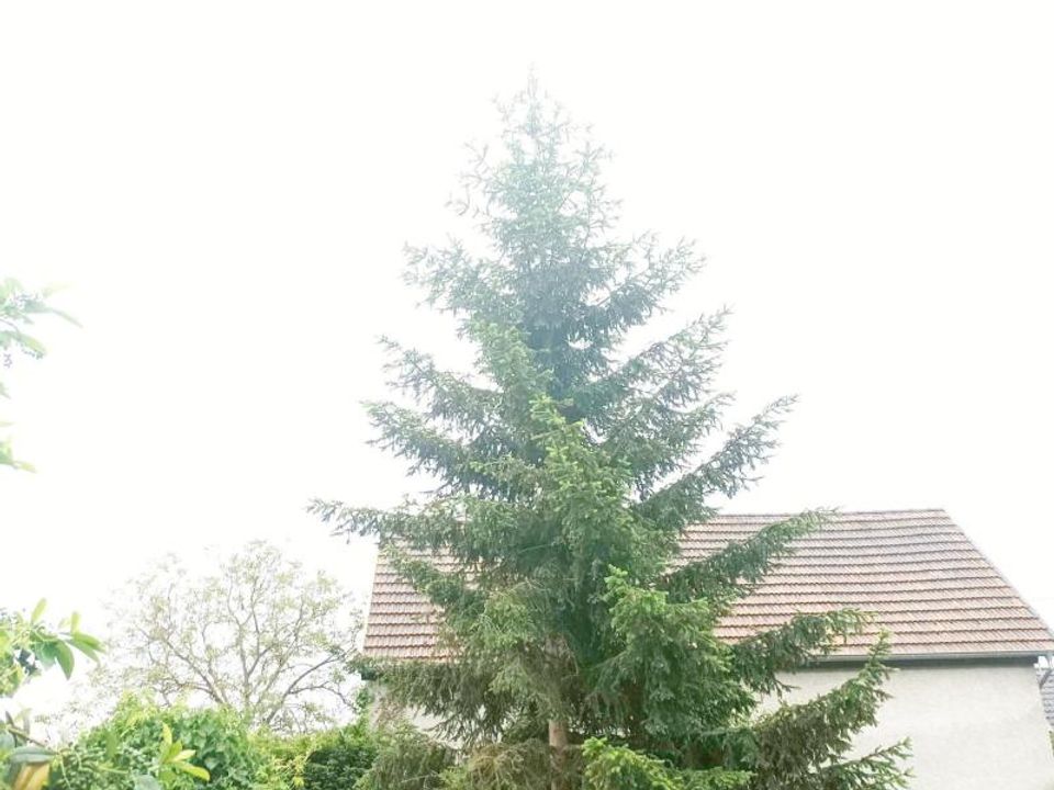 Helårsgrund i Hoerdt, Bas-Rhin - foto 3