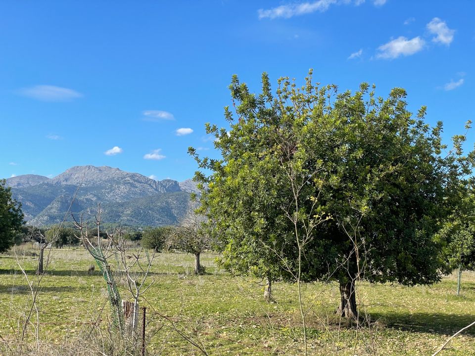 Helårsgrund i Moscari, Mallorca - foto 3