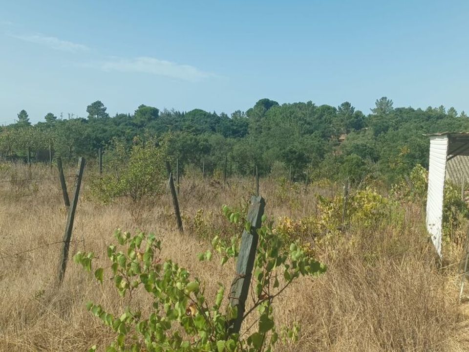 Helårsgrund i Cartaxo, Santarem - foto 1