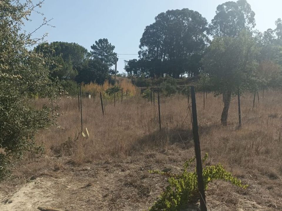 Helårsgrund i Cartaxo, Santarem - foto 5
