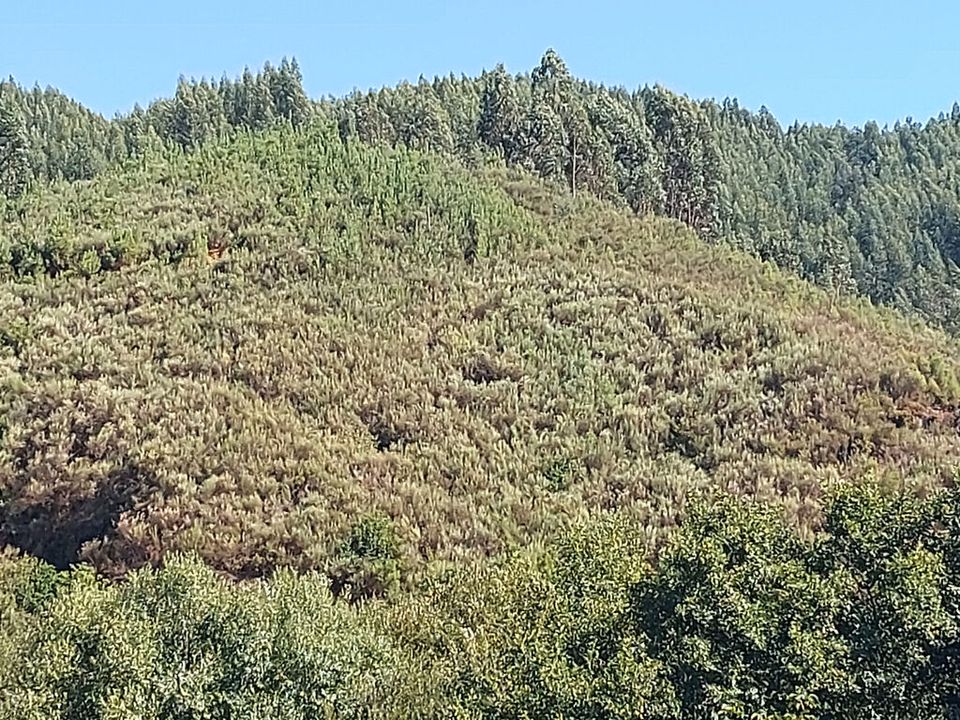 Helårsgrund i Arganil, Coimbra - foto 1