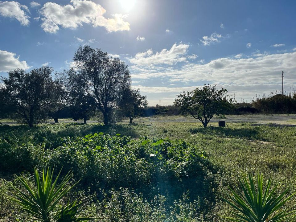 Helårsgrund i Benavente, Santarem - foto 3