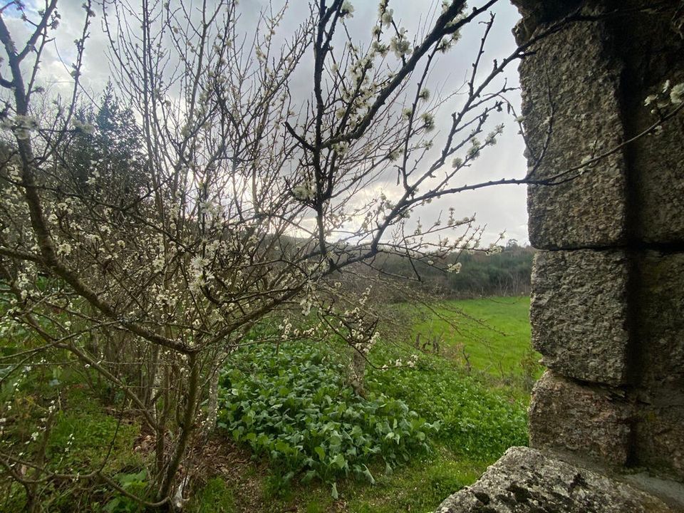 Farm i Tabua, Coimbra - foto 5