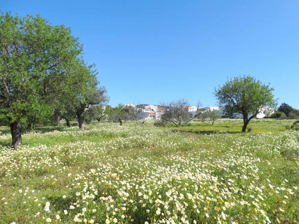 Helårsgrund i Faro, Faro - foto 2