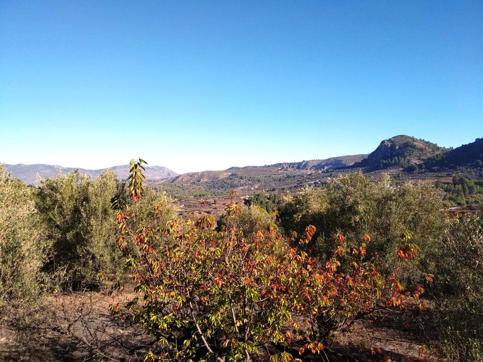Tomt i Benimarfull, Alicante - bilde 4
