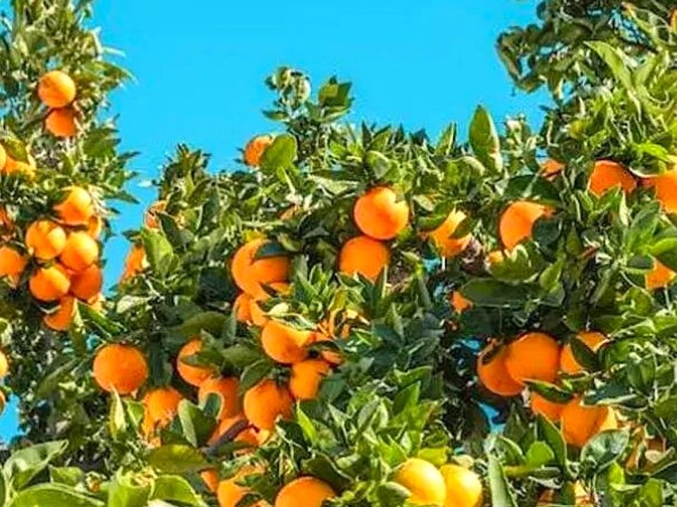 Finca i Albatera, Alicante - foto 4