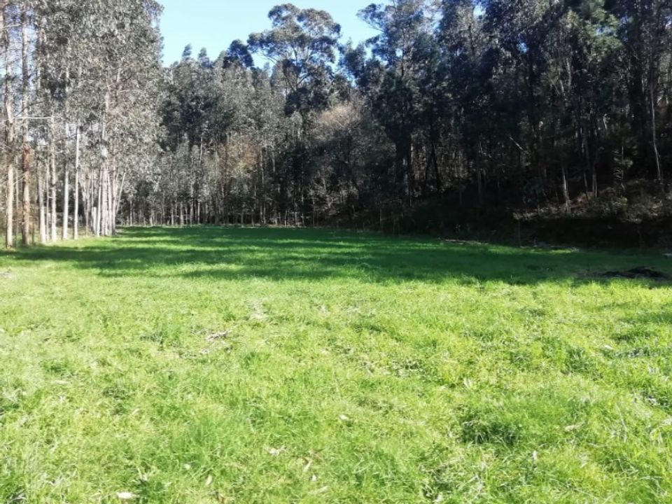 Helårsgrund i Barroselas, Viana do Castelo - foto 1