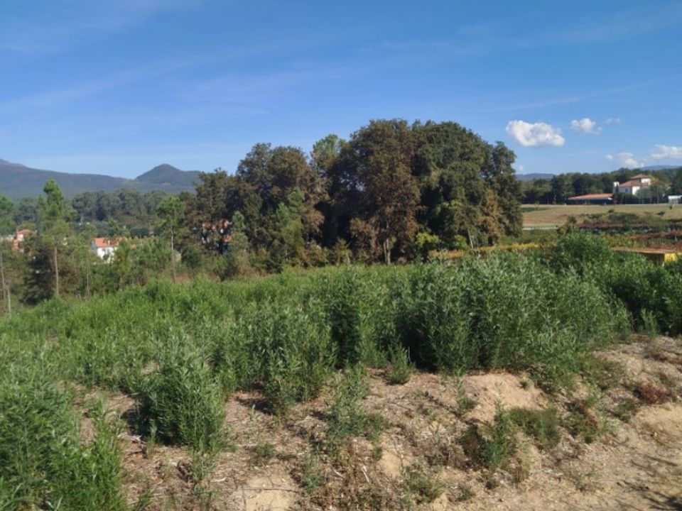 Helårsgrund i Ponte de Lima, Viana do Castelo - foto 5