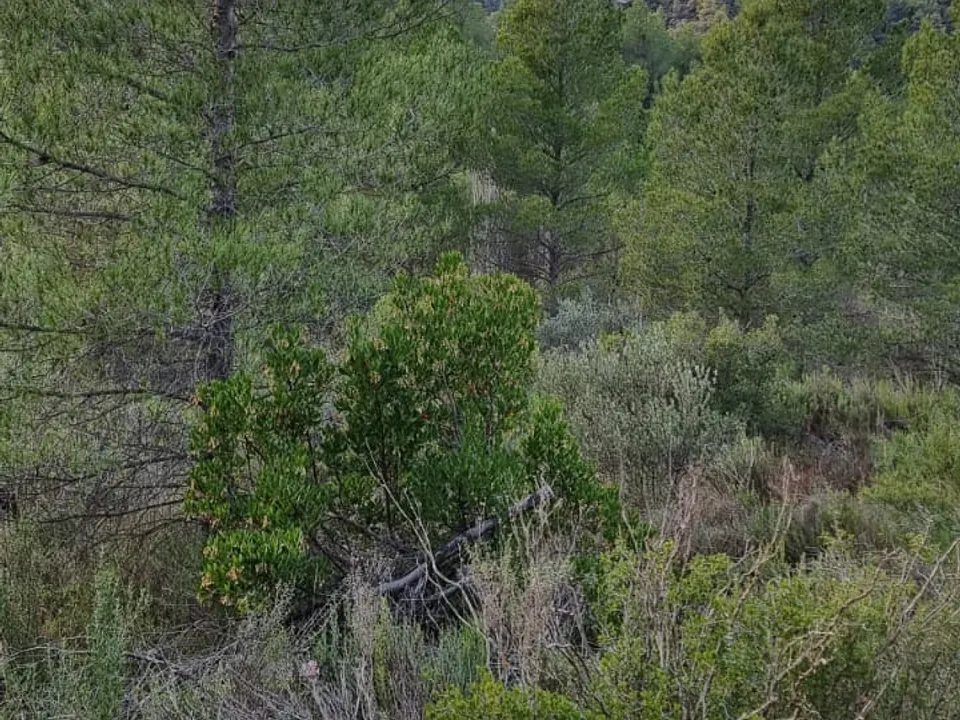 Finca en Caseres, Tarragona - foto 2