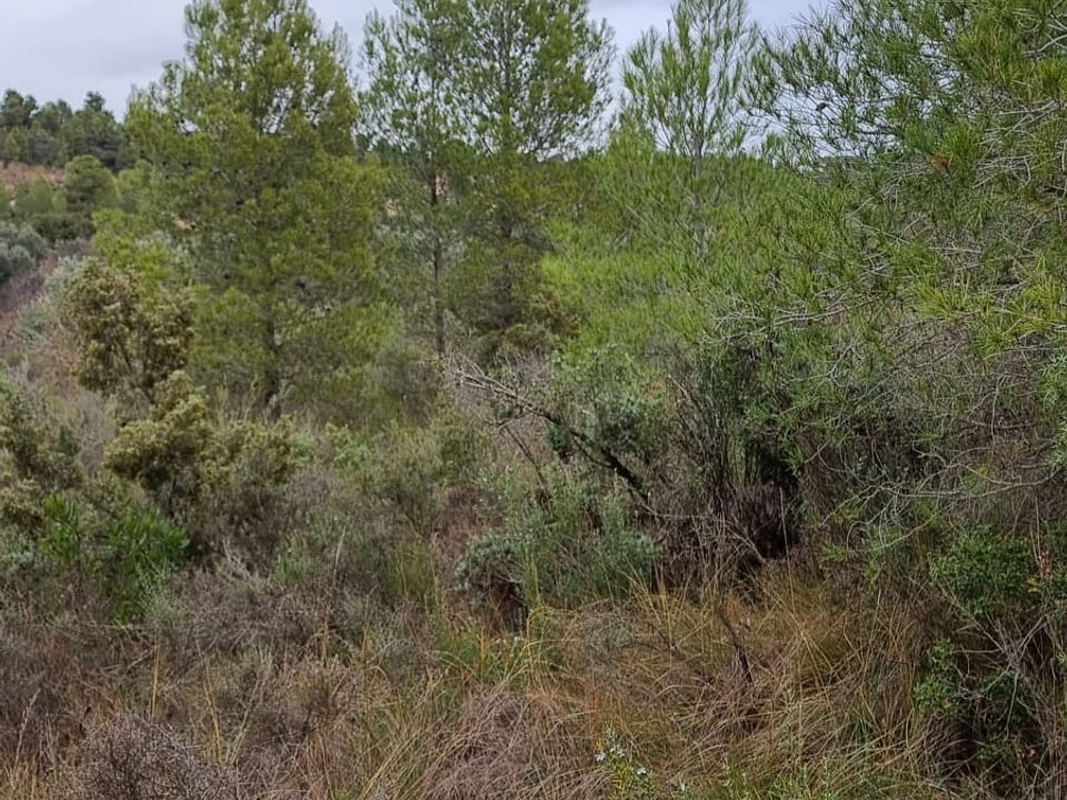 Finca en Caseres, Tarragona - foto 4