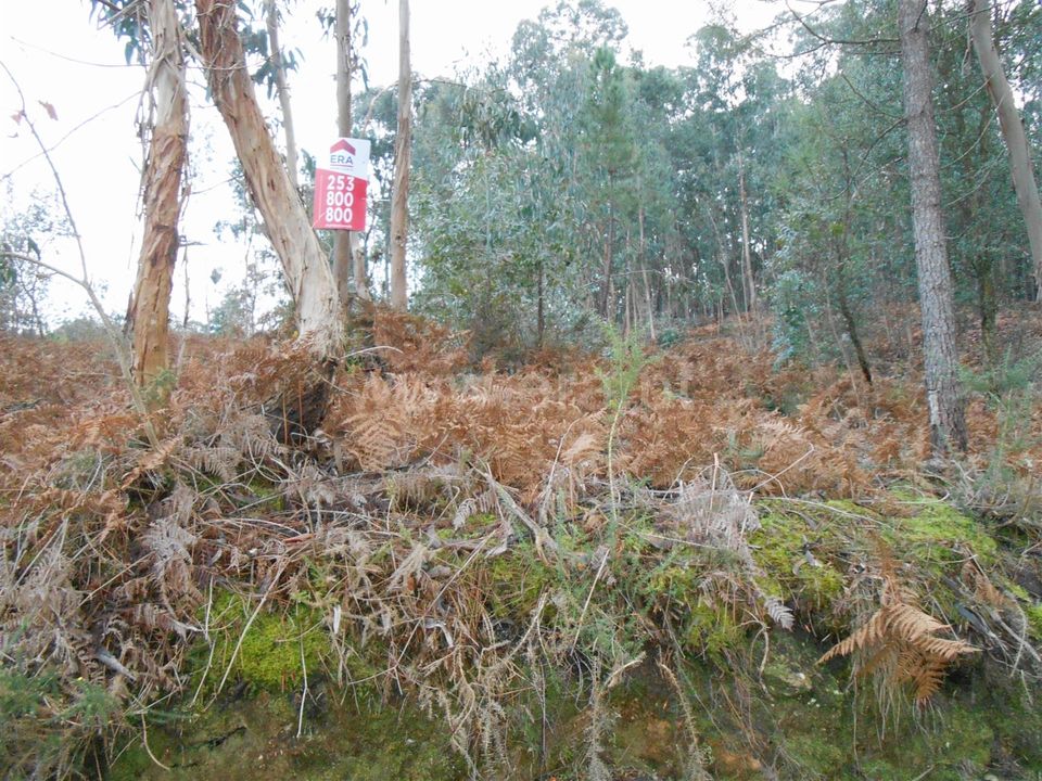 Helårsgrund i Barcelos, Braga - foto 3