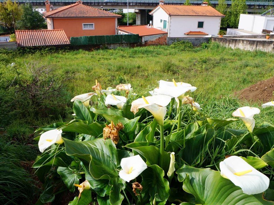 Helårsgrund i Barcelos, Braga - foto 3