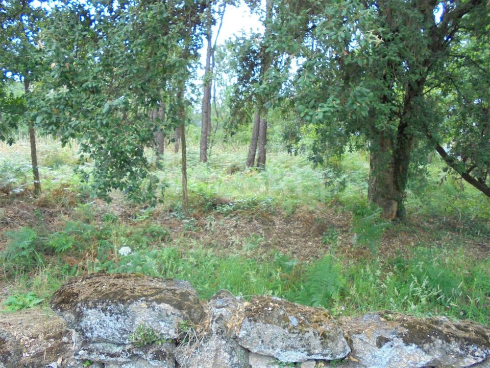 Helårsgrund i Barcelos, Braga - foto 3