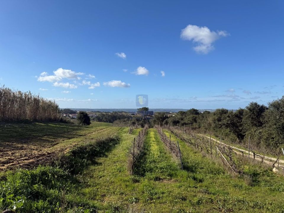 Farm i Obidos, Leiria - foto 4