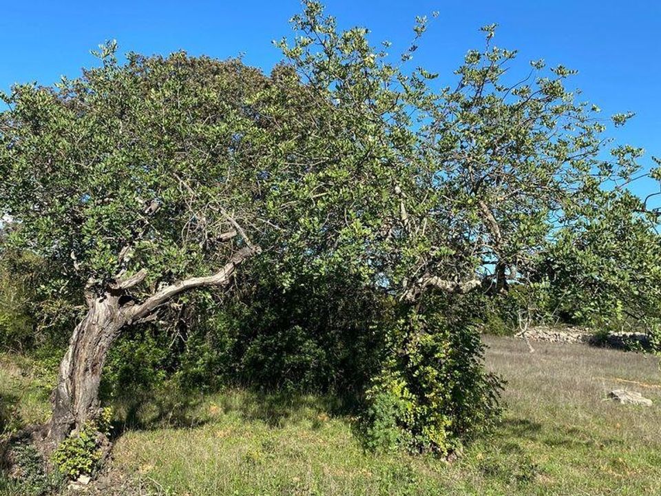 Helårsgrund i Sao Bras de Alportel, Faro - foto 4